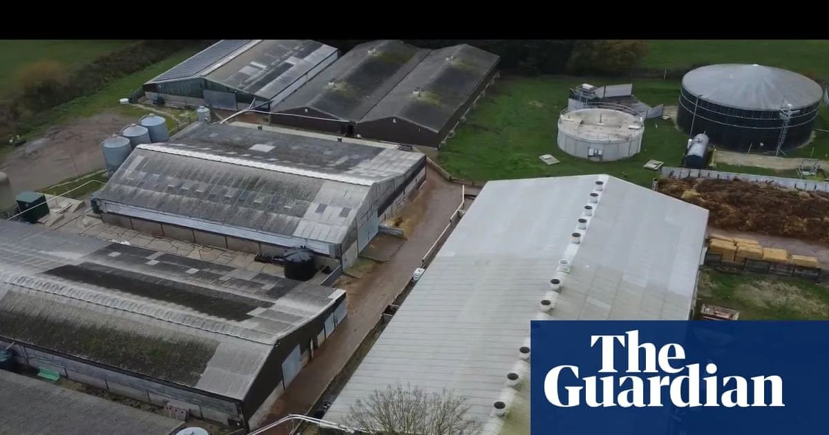 Supermarkets Drop Lincolnshire Farm After Animal Abuse Footage