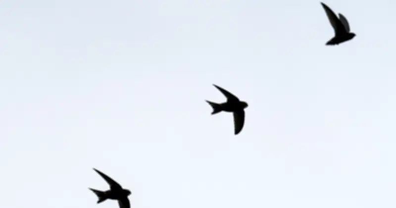 Swifts Choose Nest Sites Over Partners in 15-Year RSPB Study