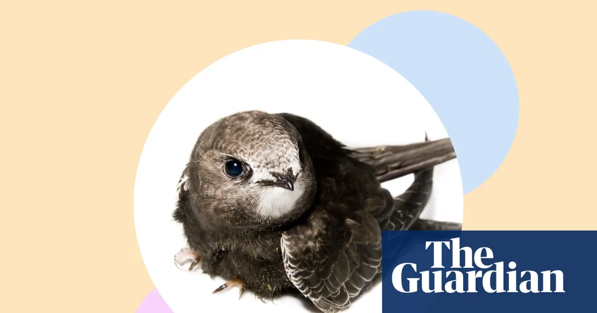 Swifts Spark Joy: How to Help Britain's Declining Aerial Marvels