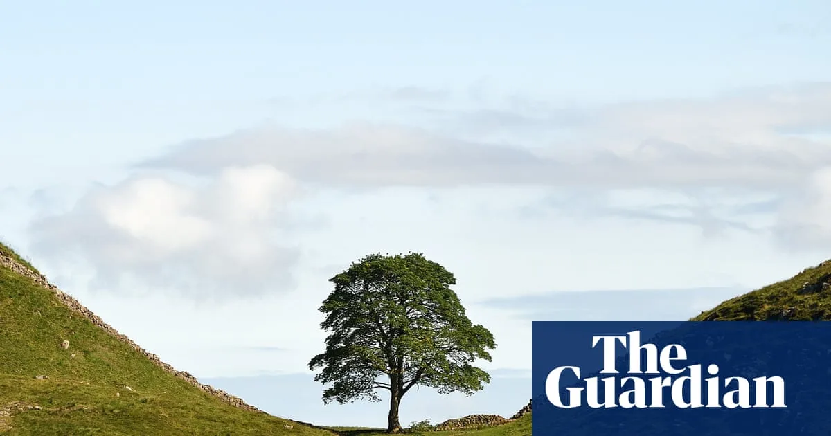 Sycamore Gap Saplings Planted As Trees Of Hope