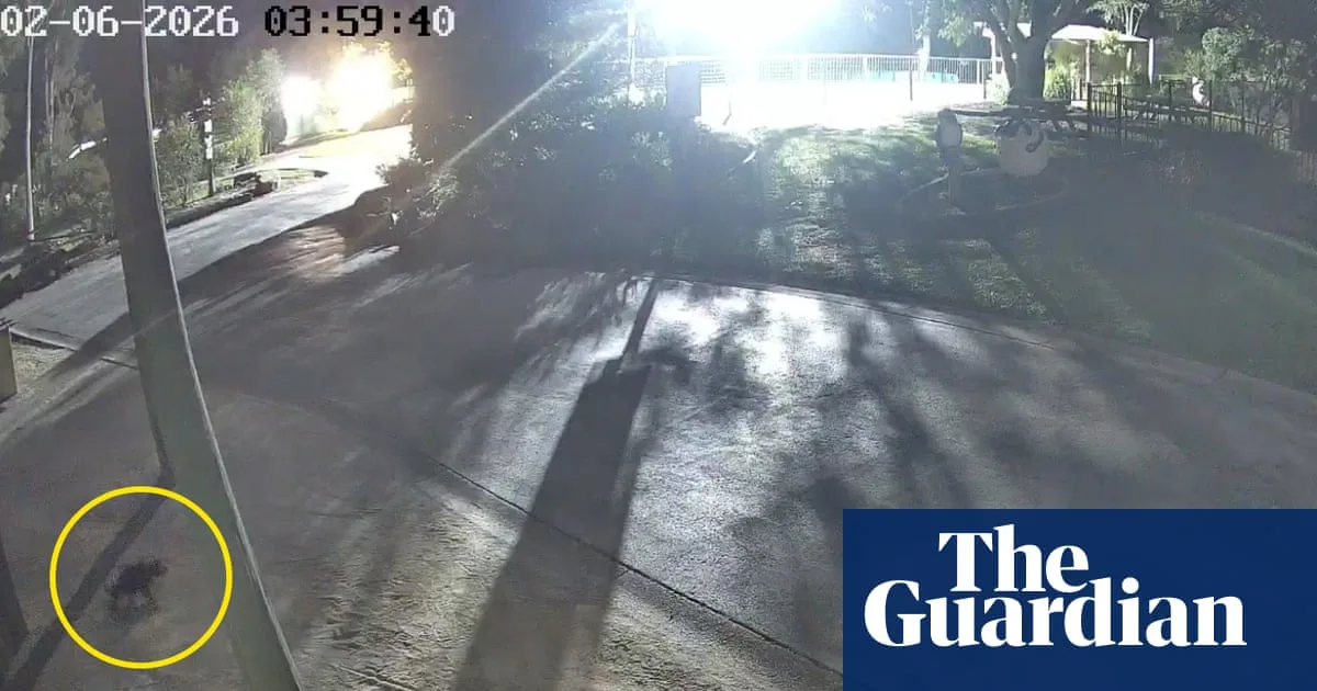 Tasmanian Devil Mary's Dawn Escape Caught On CCTV