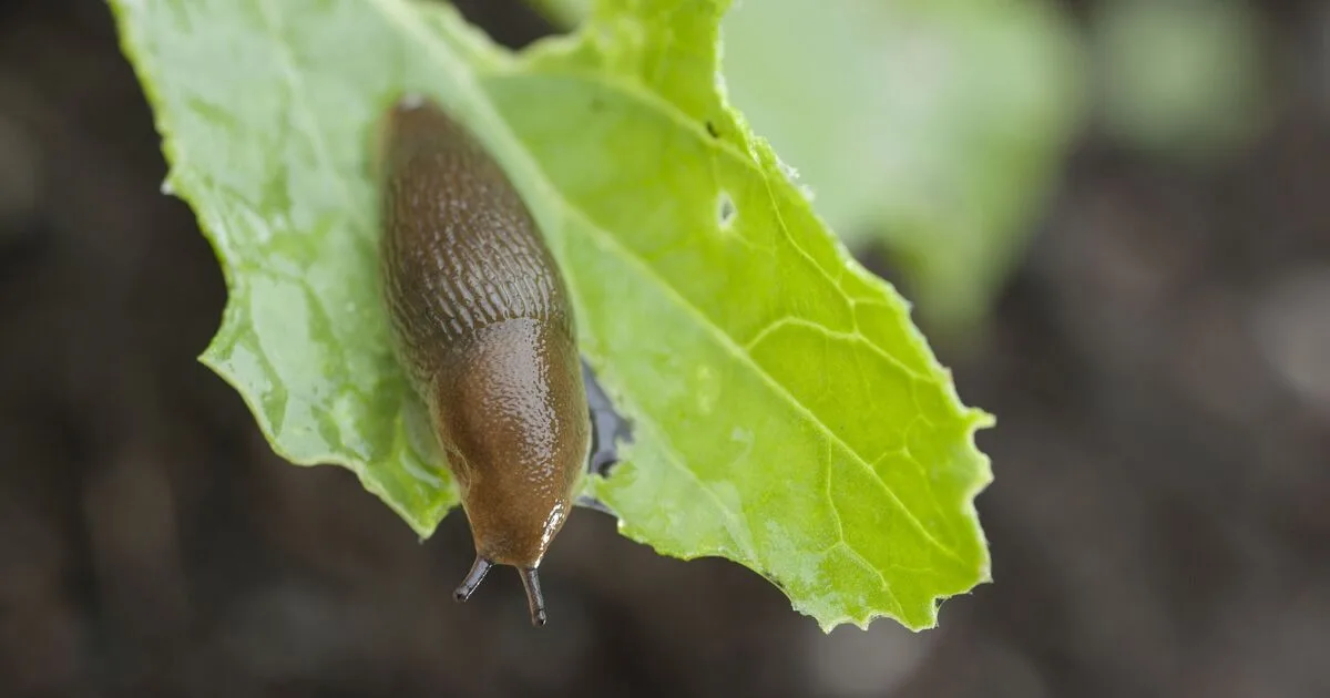 Crushed Eggshells: A Natural Hack to Deter Slugs and Snails in Gardens