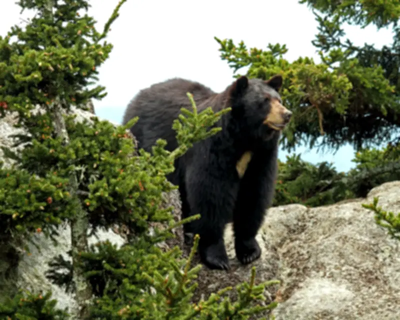 Teen Injured by Black Bear While Hiking in Washington State Park