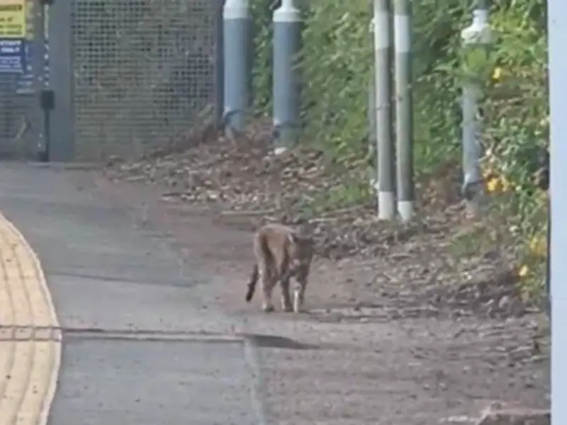 Terrified commuter spots 'Beast of Essex' prowling train platform at dawn