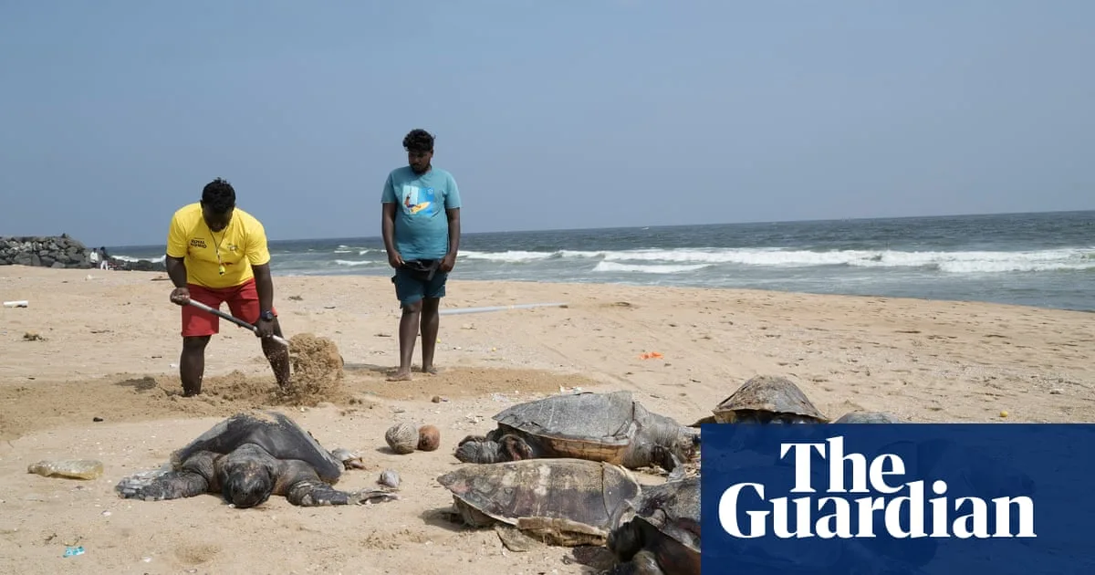 Over 1,100 Dead Sea Turtles Wash Ashore in Southern India