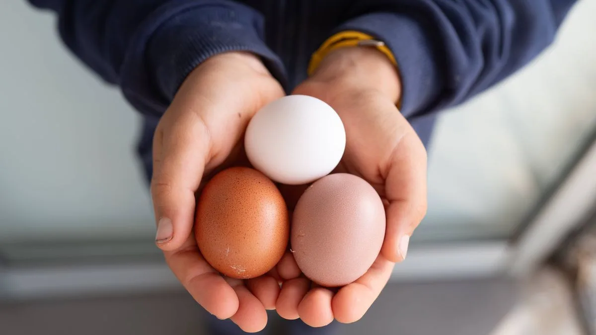Sainsbury's White Egg Switch: No Nutritional Difference, Says Expert