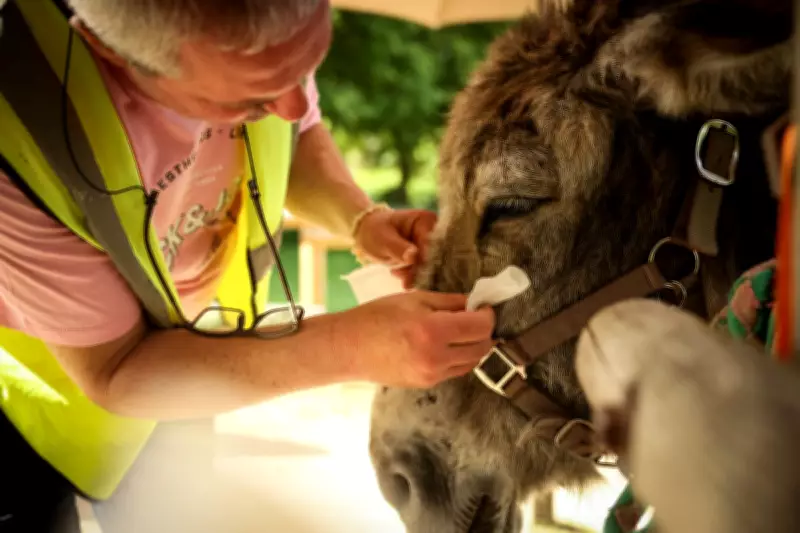Therapy Donkeys Aid Mental Health Patients at Paris Psychiatric Hospital