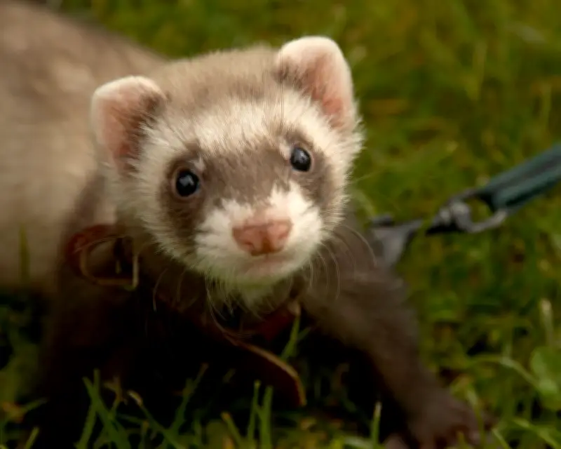 Therapy Ferrets Used to Kill Rats at UK's Largest Children's Prison Spark Outrage