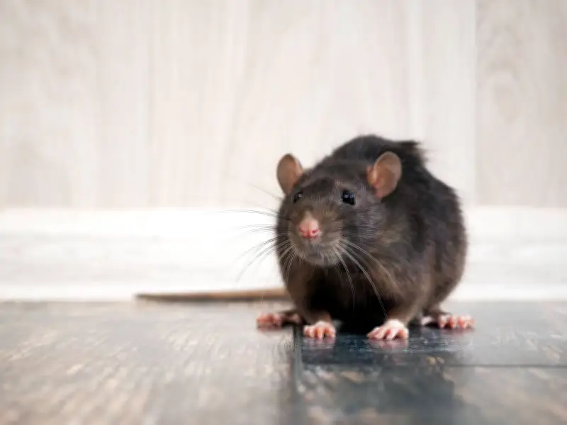 Three Herbs That Repel Rats From Your Home All Summer