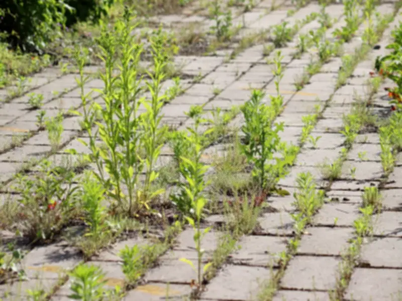 Three household ingredients create effective weed killer for patios