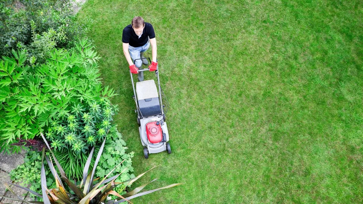 Gardener's three-step guide to a 'perfect' lawn this summer