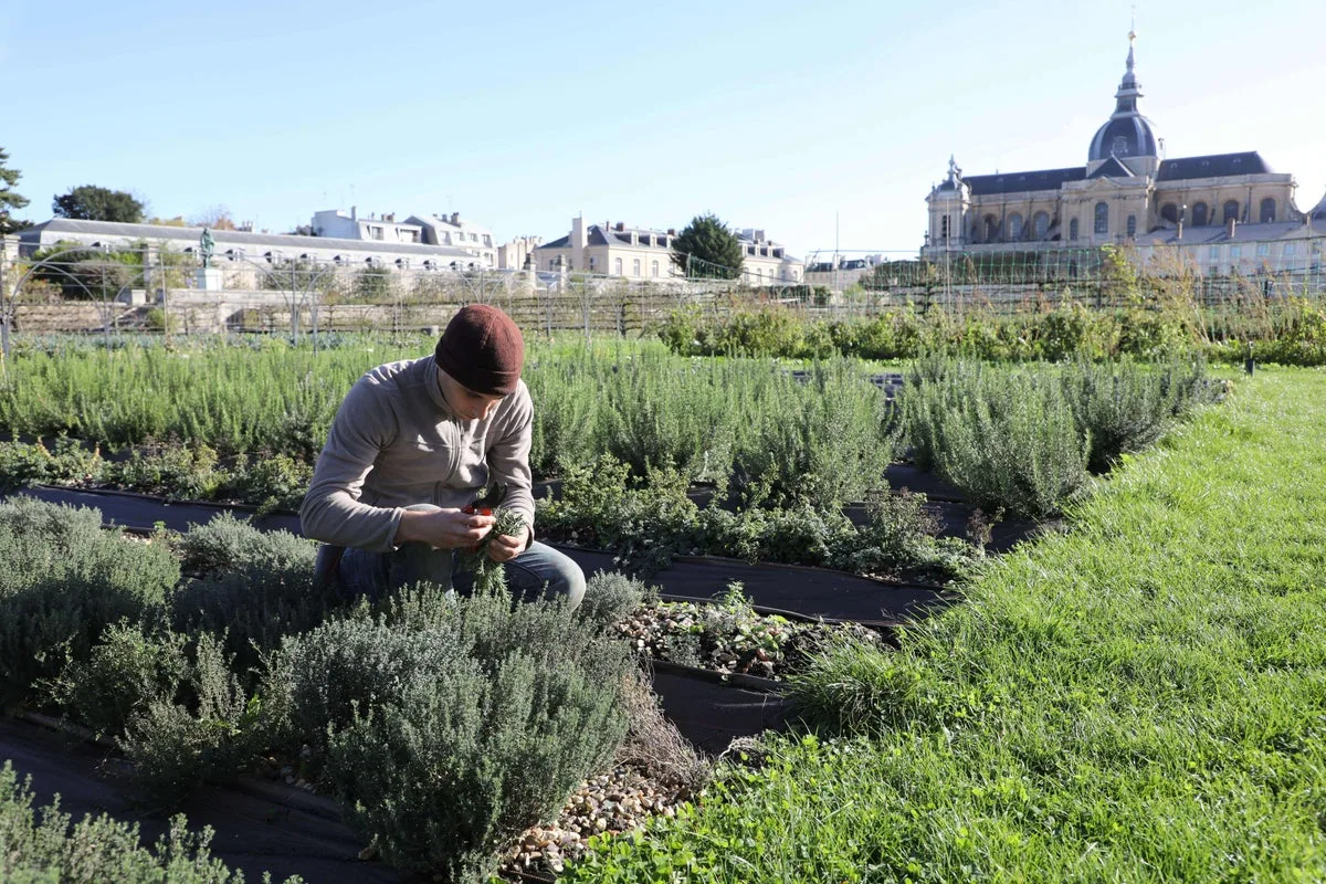 Thyme: The Common Kitchen Herb That Boosts Immunity and Fights Inflammation