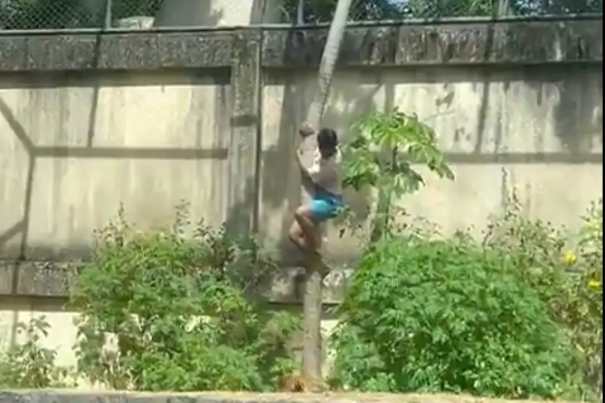 Teenager Mauled to Death by Lion After Climbing Into Enclosure at Brazilian Zoo