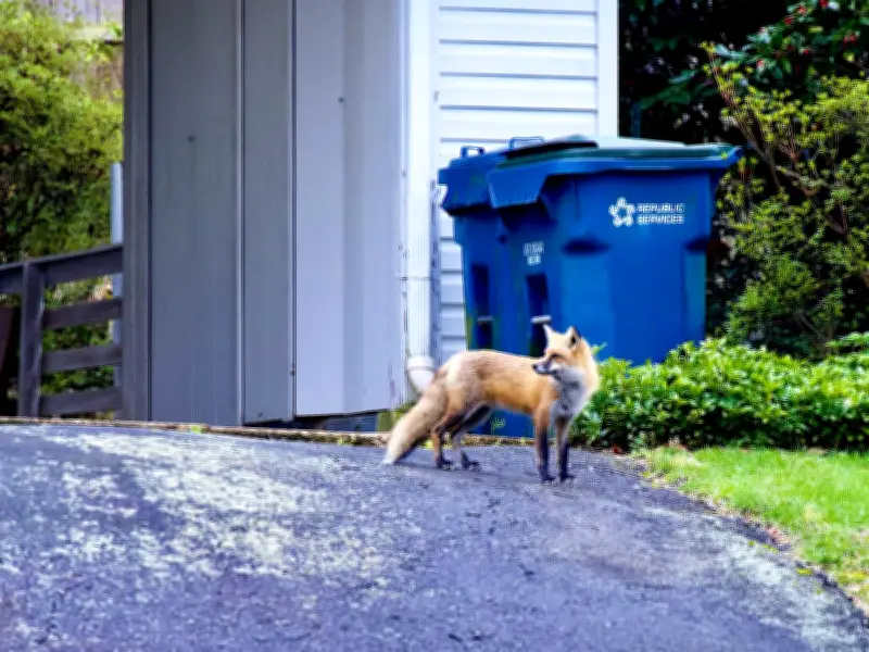 TikTok Binman's Simple Kitchen Trick to Keep Foxes Away from Bins