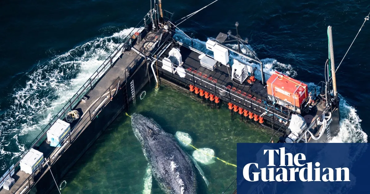 Timmy the Whale Dies Failed Baltic Rescue Ends