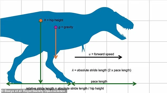 T.Rex Ran on Its Tip-Toes, Study Suggests