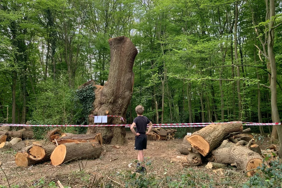 Toby Carvery Faces Eviction Over Felling of Ancient Oak Tree