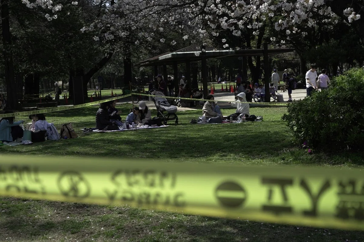 Tokyo Cherry Blossom Trees Collapse Raising Safety Concerns