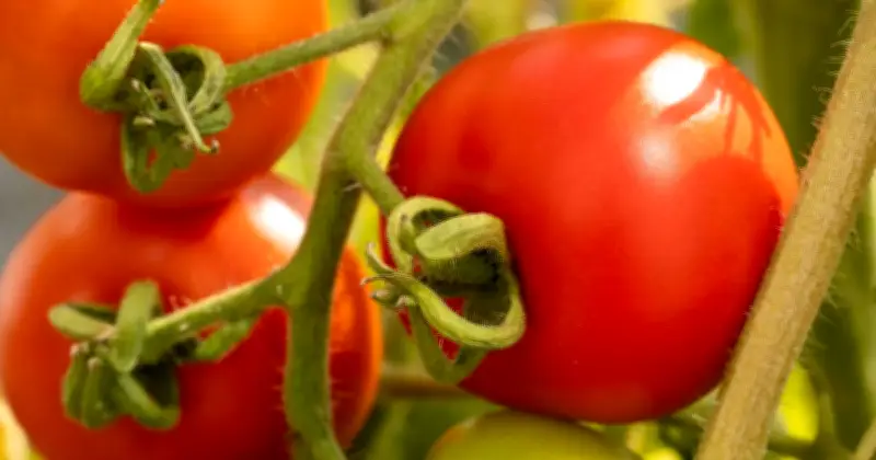 Tomatoes grow faster and tastier with nettle fertiliser gardeners love