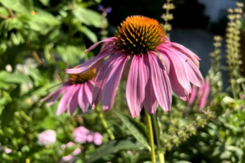 Top Heat-Tolerant Flowers for Thriving Summer Gardens