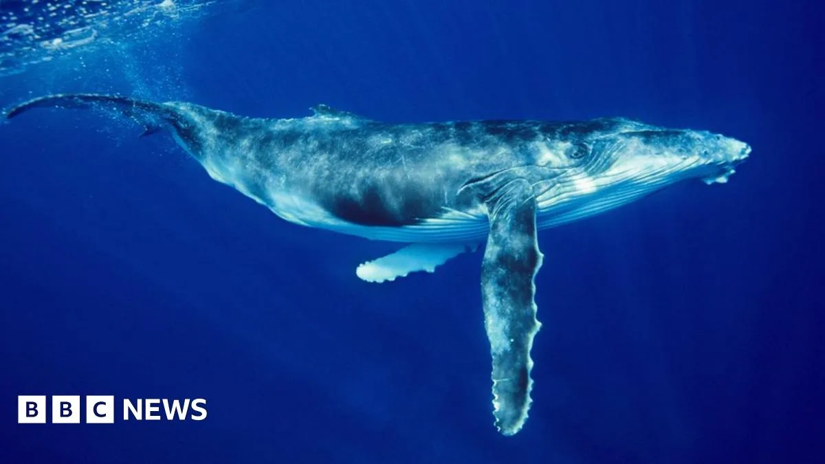 Woman Seriously Injured in Humpback Whale Incident at Ningaloo Reef