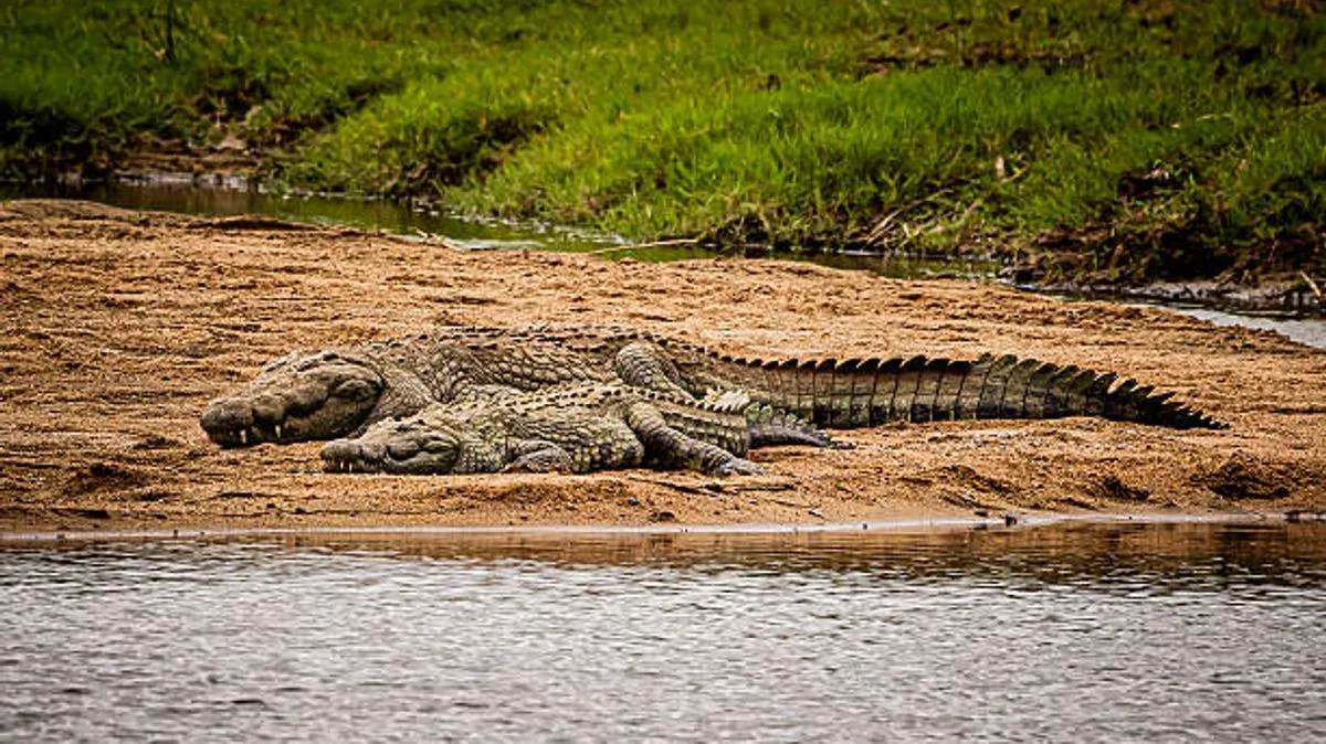 British Tourists Stabbed to Death and Left in Crocodile-Infested River at Kruger National Park