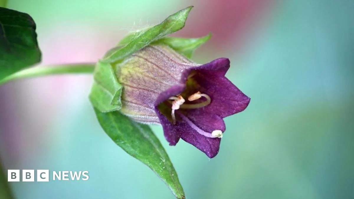 Toxic Berry Warning: Deadly Nightshade Risk in UK