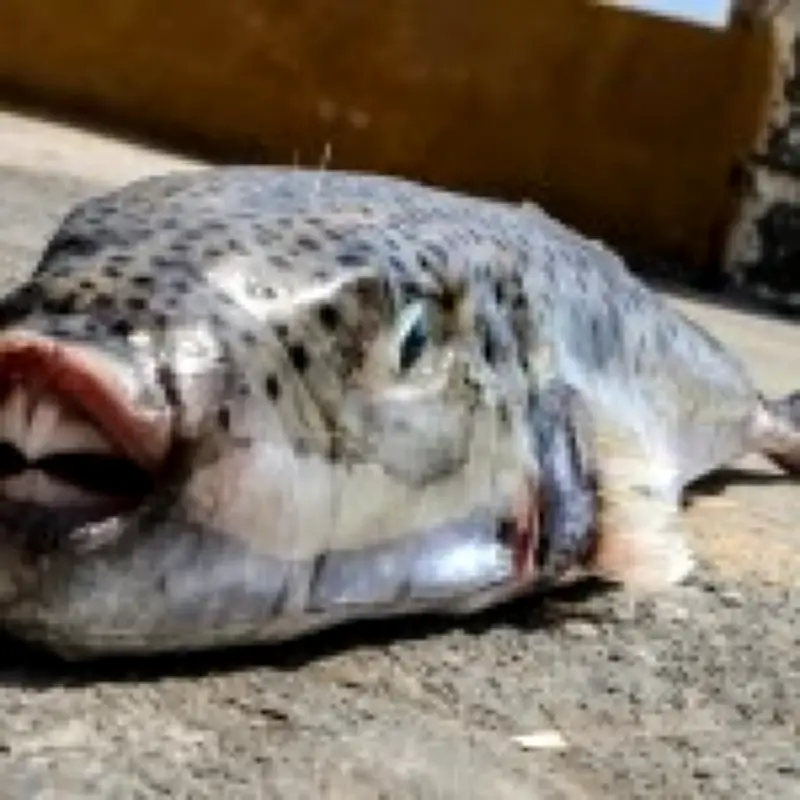 Toxic Toadfish Invade Greece as Tourist Season Peaks