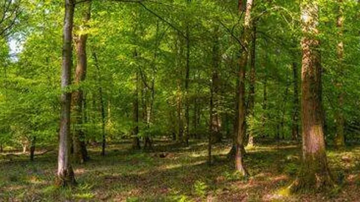 Toxic Tree Warning For UK Gardeners