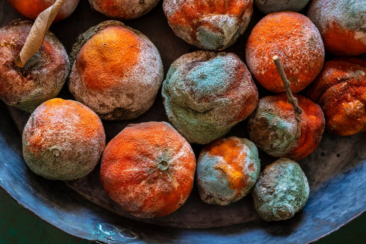 Toxicologist Warns: Never Eat These Mouldy Foods