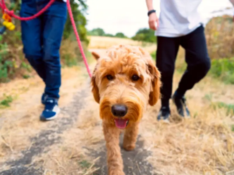 Trainer's 3-minute pre-walk trick for a calm dog on leash