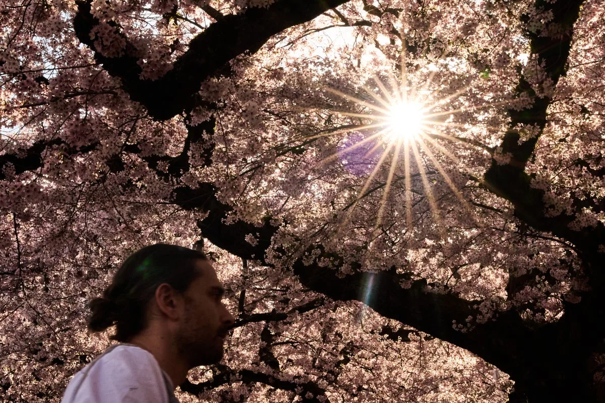 Trees Counter Half of Urban Heating but Fail Poorest Cities, Study Finds