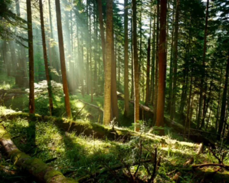 Trees May Store Less Carbon Than Hoped, Study Suggests