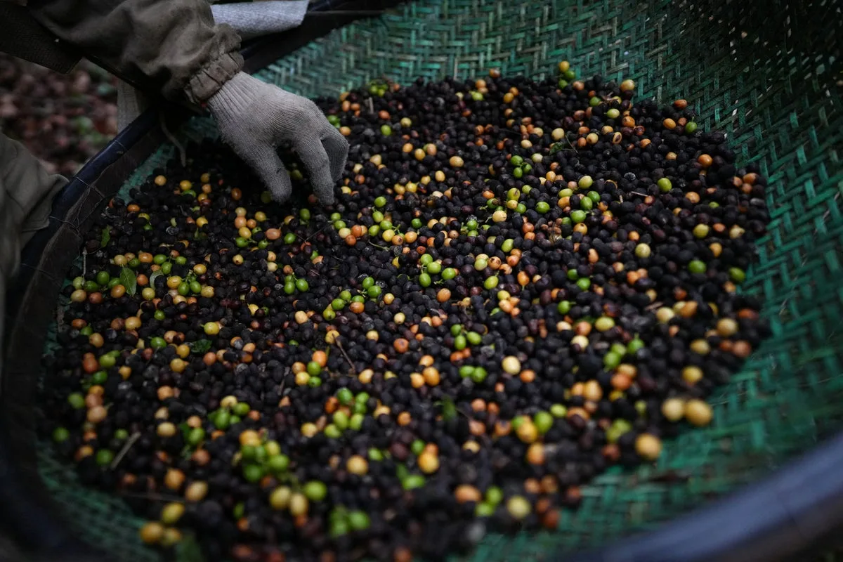 Trump tariffs spare Brazil's rare Jacu bird coffee as exports to US plummet