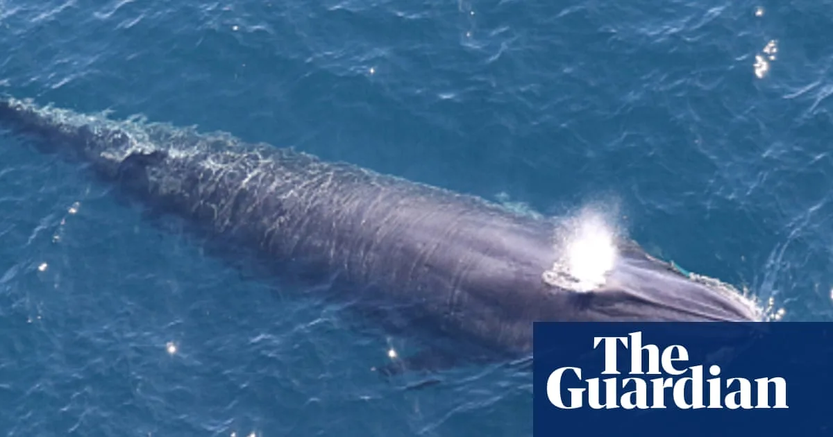 ‘God squad’ waives endangered species law to allow US drilling in Gulf of Mexico