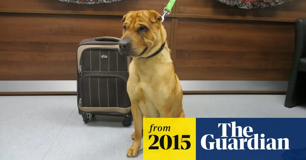 Abandoned Shar Pei Found with Suitcase at Ayr Station