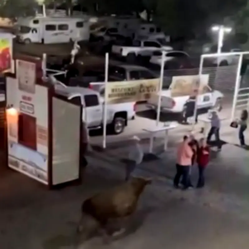 Two Women Mauled by Runaway Bull Party Bus Demand £9m Payout