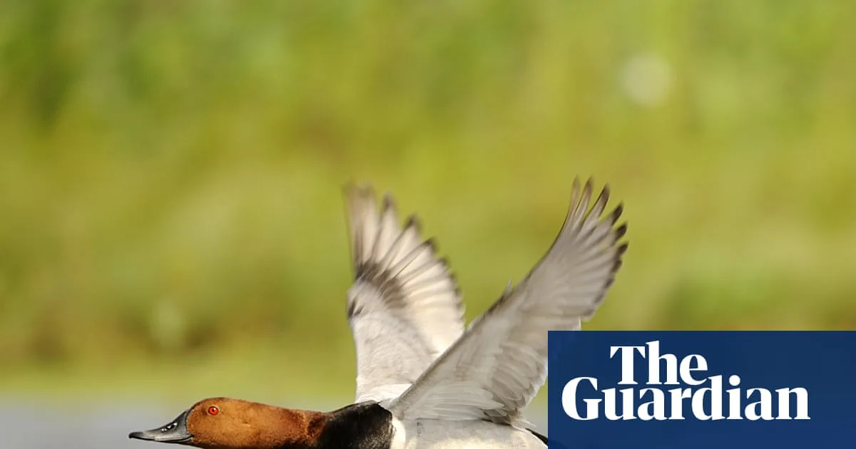 UK Bans Shooting of Six Wild Birds to Halt Population Decline