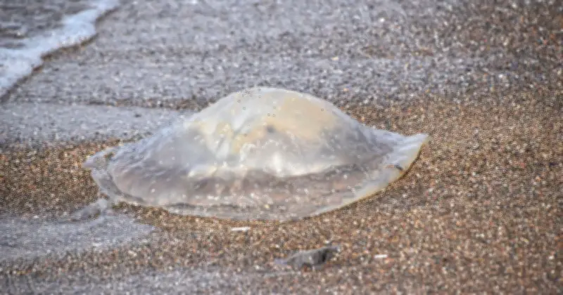 UK Beachgoers Warned of Giant Jellyfish Invasion Along Norfolk Coast