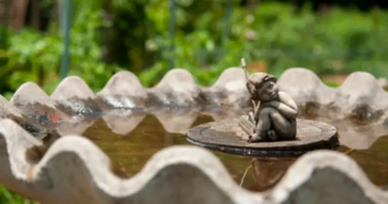UK Bird Owners Urged to Act on Bird Baths Before July Heatwave