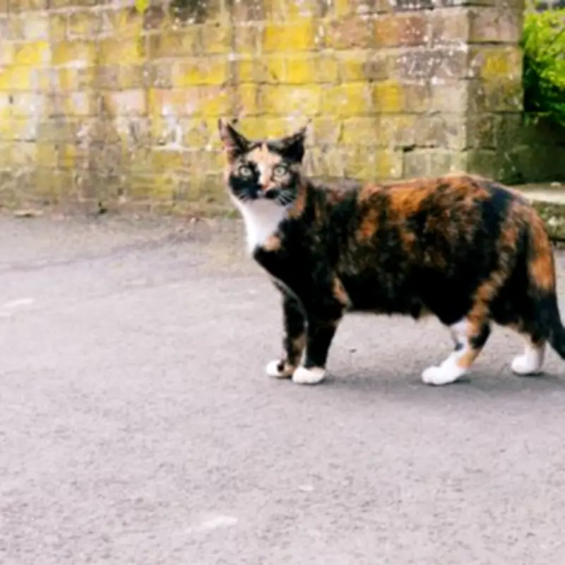 UK cat collision law petition reaches 113,000 signatures for debate