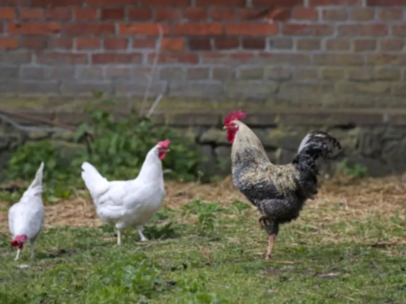 UK Chicken Shortage Warning as Extreme Heatwave Threatens Food Supply