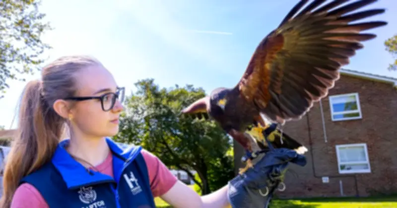 UK College Pioneers Falconry Qualification Amid Ethical Debate