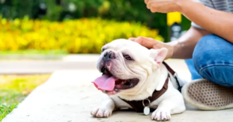 UK Dog Owners Warned: 9 Heatstroke Symptoms That Could Save Your Pet's Life