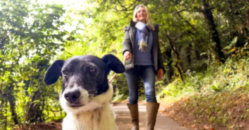 UK Dog Walkers Face Up to £500 Fine from June 29 Under New Law