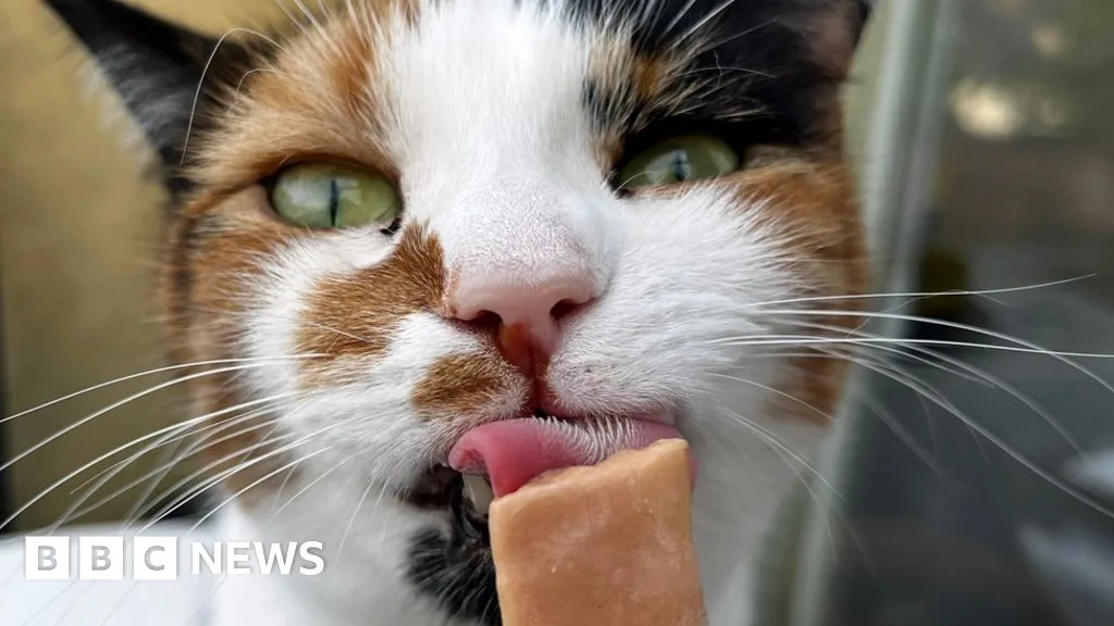UK Heatwave: Essential Tips to Keep Pets Safe at 33°C