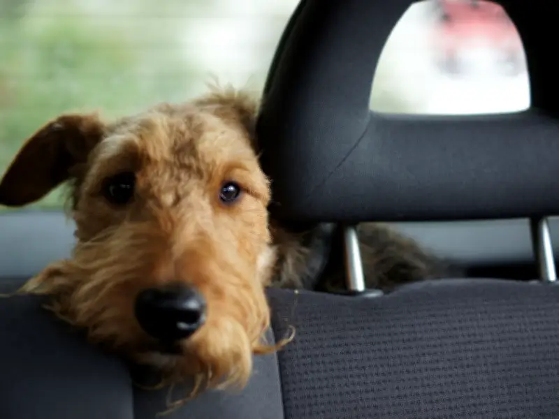 UK heatwave: Urgent warning to pet owners over life-threatening risk to animals