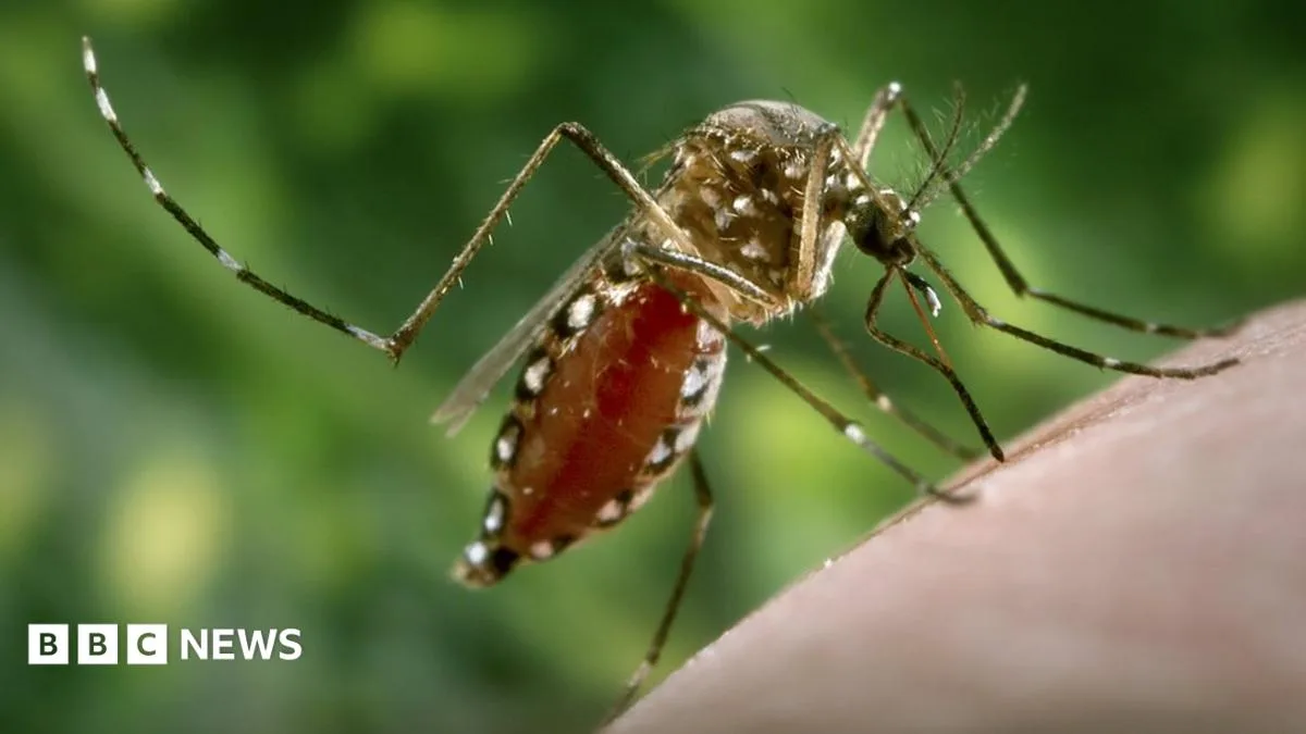 Mosquitoes 'Could Bring Exotic Diseases to UK'