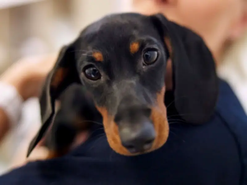 UK Parliament to Debate Animal Abuse Register and Lifetime Ban on June 29