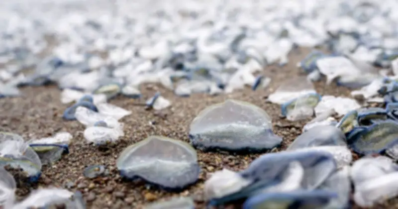 UK Seaside Towns Warned as Strange Creatures with Nasty Sting Appear on Beaches